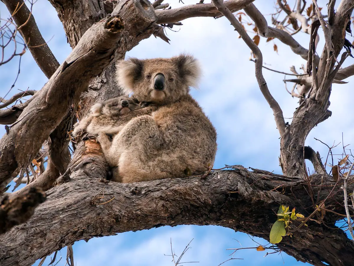 reiseziel-australien-36 Koalas im Reiseziel Australien