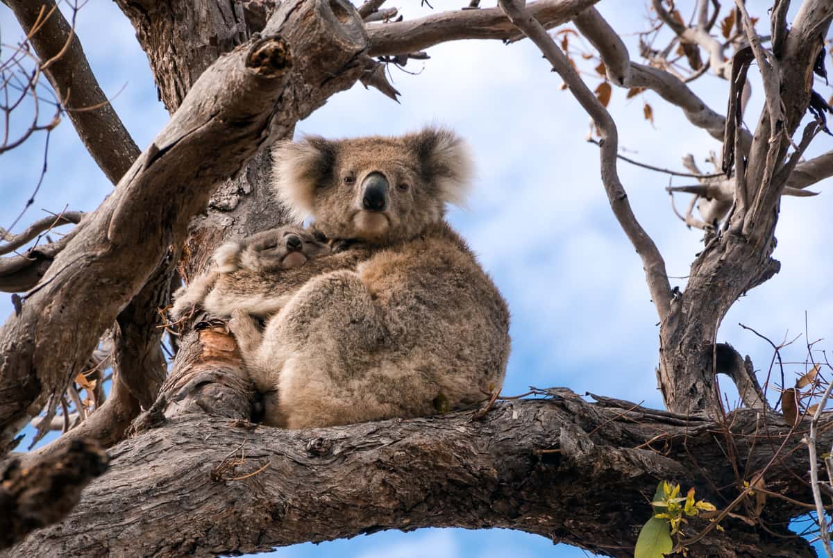 reisen-australien-4 Koala Bär auf Raymond Island in Australien